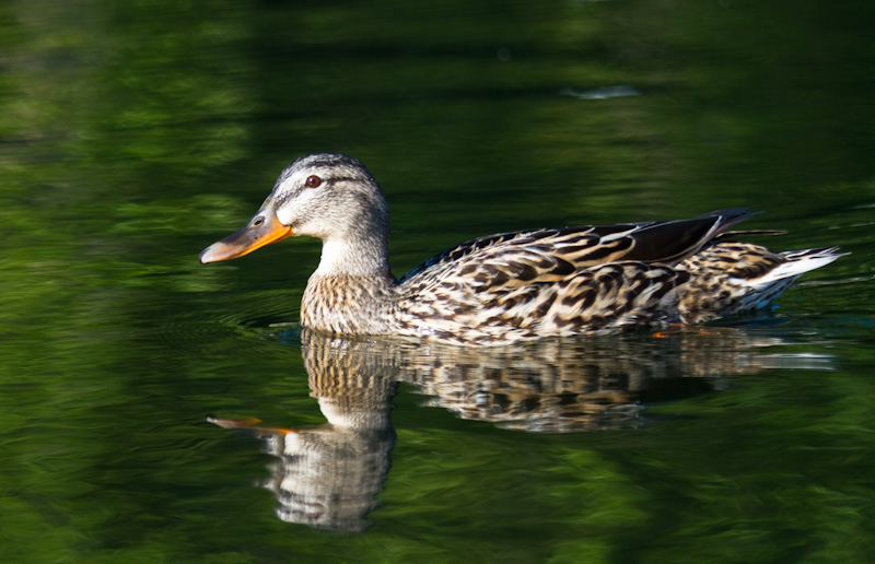 Mallard